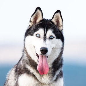 Meet your Posher, Dayhana